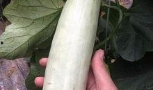 吃千万网红的瓜,揭秘千万网红背后的惊人瓜料